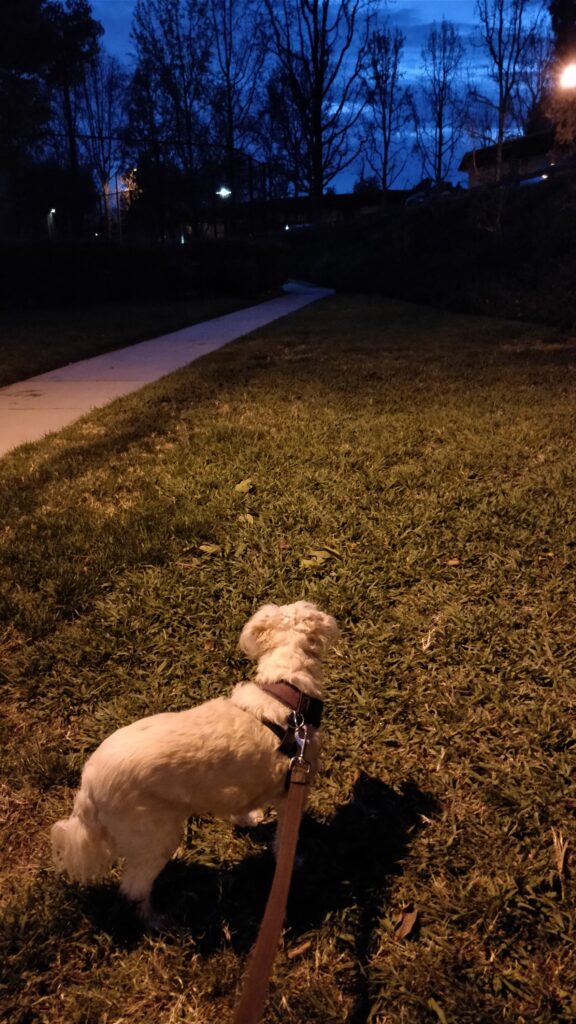 Lilo staring down the sidewalk
